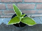 Hosta 'Undulata Albomarginata' - 20 cm tuinplant, Halfschaduw, Zomer, Overige soorten, Ophalen