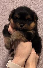 Pomeriaan x york, Dieren en Toebehoren, Honden | Niet-rashonden, 8 tot 15 weken, Meerdere, Meerdere dieren, Klein