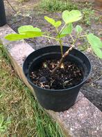 Vijgenboompje, Tuin en Terras, Planten | Fruitbomen, Ophalen, Minder dan 100 cm, Volle zon, In pot