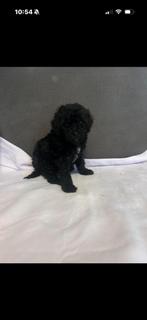 Mini labradoodle, Dieren en Toebehoren, Honden | Chihuahua's en Gezelschapshonden, Poedel, Rabiës (hondsdolheid), Reu, 8 tot 15 weken