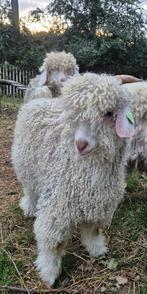 Angora bok april 2025, Dieren en Toebehoren, Mannelijk, Geit