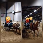 Leuke Welsh B- pony, Dieren en Toebehoren, Pony's, Merrie, Met stamboom, B, B pony (1.17m tot 1.27m)