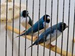 Gould amadines 26 stuks 1 koop 2025 blauw witborst zwart kop, Dieren en Toebehoren, Vogels | Overige Vogels, Meerdere dieren, Tropenvogel