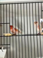 Rood mozaiek type 2 kanaries koppel, Meerdere dieren, Kleurkanarie