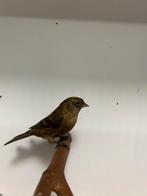 1-0 kleine barmsijs df, Dieren en Toebehoren, Vogels | Overige Vogels, Mannelijk, Wildzangvogel, Geringd