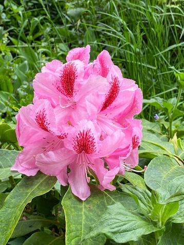 Gratis 2 donker roos rhododendron struik beschikbaar voor biedingen