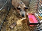 Hongaars wolvarken dekbeer, Dieren en Toebehoren, Schapen, Geiten en Varkens, Mannelijk, Varken