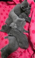 Britse korthaar kittens zoeken gouden mandje. ras-zuiver, Dieren en Toebehoren, Katten en Kittens | Raskatten | Korthaar, Meerdere dieren