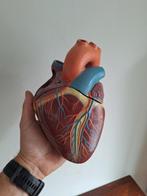 Groot anatomisch model hart, Antiek en Kunst, Curiosa en Brocante, Ophalen of Verzenden