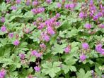 Geranium's 'Ooievaarsbek' stekken, Tuin en Terras, Planten | Tuinplanten, Ophalen, Overige soorten, Volle zon