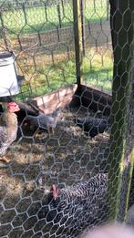 Kippen, Dieren en Toebehoren, Meerdere dieren, Kip