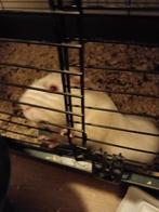 2 lieve cavias, Cavia, Augustus, Mannelijk, Tam