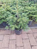 Abies nordman potgekweekt, Eén persoon, Overige typen