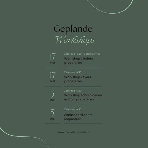 Kever prepareer workshop, Verzamelen, Dierenverzamelingen, Zo goed als nieuw, Opgezet dier, Insect, Ophalen