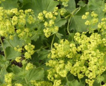 Vrouwenmantel beschikbaar voor biedingen