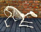 Skelet - VOS - (Vulpes / Vossen / Schedel), Verzamelen, Ophalen, Zo goed als nieuw, Wild dier, Opgezet dier