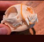Mooie schedels van een kat / poes Taxidermie cat Skull, Verzamelen, Dierenverzamelingen, Ophalen of Verzenden, Nieuw, Hond of Kat