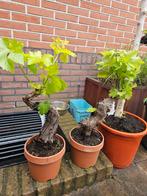 Bonsai Vitis druif 60-70cm hoog, Tuin en Terras, Planten | Tuinplanten, Halfschaduw, Zomer, Ophalen of Verzenden, Overige soorten