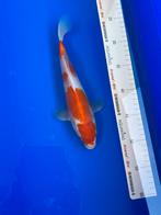 Kohaku, Karper of Koi