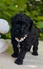 Black Magic ‍️Mini Toy poedel Pup EXCLUSIEF 🐕‍🦺🐾❤️, CDV (hondenziekte), Particulier, Meerdere, 8 tot 15 weken