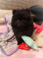 Nog 2 super snoezige mini pomeranian puppys ️🌸🩷🥰, Dieren en Toebehoren, Honden | Poolhonden, Keeshonden en Oertypen, Keeshond