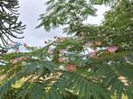 Albizia julibrissin meerstammig, perzische slaapboom, Ophalen, Zomer, Volle zon, Overige soorten