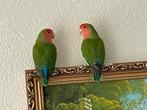 Agapornis Dwergpapegaai Fischerie Roseicolle Personata, Dieren en Toebehoren, Vogels | Parkieten en Papegaaien, Meerdere dieren