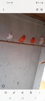 Roodmozaiek kanaries, Dieren en Toebehoren, Vogels | Kanaries, Meerdere dieren, Kleurkanarie