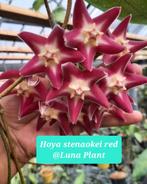Hoya Stenaokei red/rood, Verzenden, Overige soorten, Halfschaduw, Minder dan 100 cm