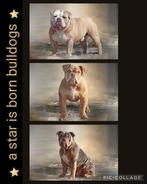 Gastgezinnen gezocht ! Old/New English Bulldog, Dieren en Toebehoren, Rabiës (hondsdolheid), Reu, 8 tot 15 weken, Bulldog