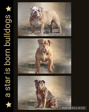 Gastgezinnen gezocht ! Old/New English Bulldog  beschikbaar voor biedingen
