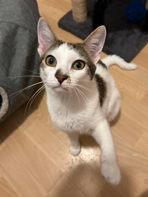 Poes 1 jaar, Dieren en Toebehoren, Katten en Kittens | Raskatten | Korthaar, Poes, 0 tot 2 jaar