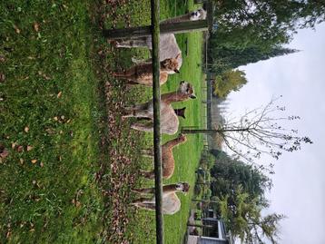 Mooie alpaca's  beschikbaar voor biedingen