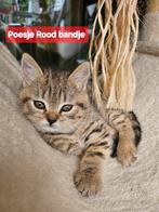 Britse korthaar Kittens 2 Poesjes😻, Dieren en Toebehoren, Katten en Kittens | Raskatten | Korthaar, Kater, Ontwormd, 0 tot 2 jaar