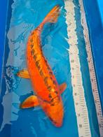 Mihuzu ogon, Karper of Koi