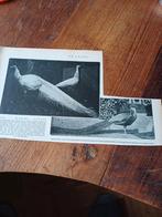 Knipsel witte en bonte pauw dierentuin Artis Amsterdam 1912, Verzamelen, Tijdschriften, Kranten en Knipsels, Ophalen of Verzenden