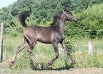 Arabische Volbloed hengstenveulen, Dieren en Toebehoren, Paarden, Minder dan 160 cm, Gechipt, Niet van toepassing, 0 tot 2 jaar
