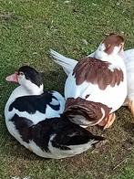 Muskuseenden, Dieren en Toebehoren, Meerdere dieren, Eend