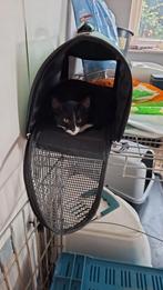1lieve kittens te koop, Dieren en Toebehoren, Katten en Kittens | Overige Katten
