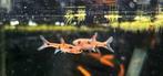 Hobbyaquarium AANBIEDING Boraras Macculata woens12/20 uur, Vis, Zoetwatervis, Schoolvis