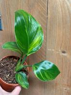 Strelitzia nicolai variegata plant aurea yellow lemon mint, Huis en Inrichting, Kamerplanten, Ophalen of Verzenden, Halfschaduw