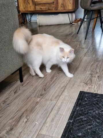 Ragdoll beschikbaar voor biedingen
