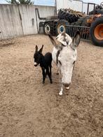 Span ezels, Dieren en Toebehoren, Februari, Meerdere dieren