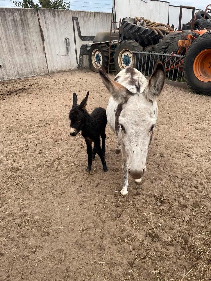 Span ezels, Dieren en Toebehoren, Overige Dieren, Meerdere dieren, Februari
