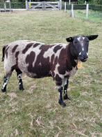 Overjarige zwoeger en scrapie vrije bonte dekrammen., Dieren en Toebehoren, Schapen, Geiten en Varkens, Mannelijk, Schaap