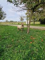 Rouge dekram, Dieren en Toebehoren, Schapen, Geiten en Varkens, Mannelijk, Schaap