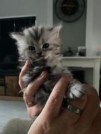Britse korthaar/langhaar met stamboom en volledige check, Dieren en Toebehoren, Poes, Met stamboom