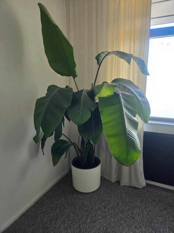 Strelitzia Nicolai 2m met pot, Huis en Inrichting, Kamerplanten, Overige soorten, 150 tot 200 cm, Groene kamerplant, Halfschaduw