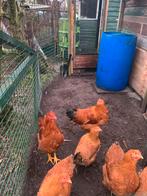 1 New Hampshire haan, Dieren en Toebehoren, Pluimvee, Mannelijk, Kip