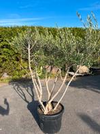 Olijven multi stam 220cm, Tuin en Terras, Planten | Bomen, 100 tot 250 cm, Olijfboom, Zomer, Ophalen